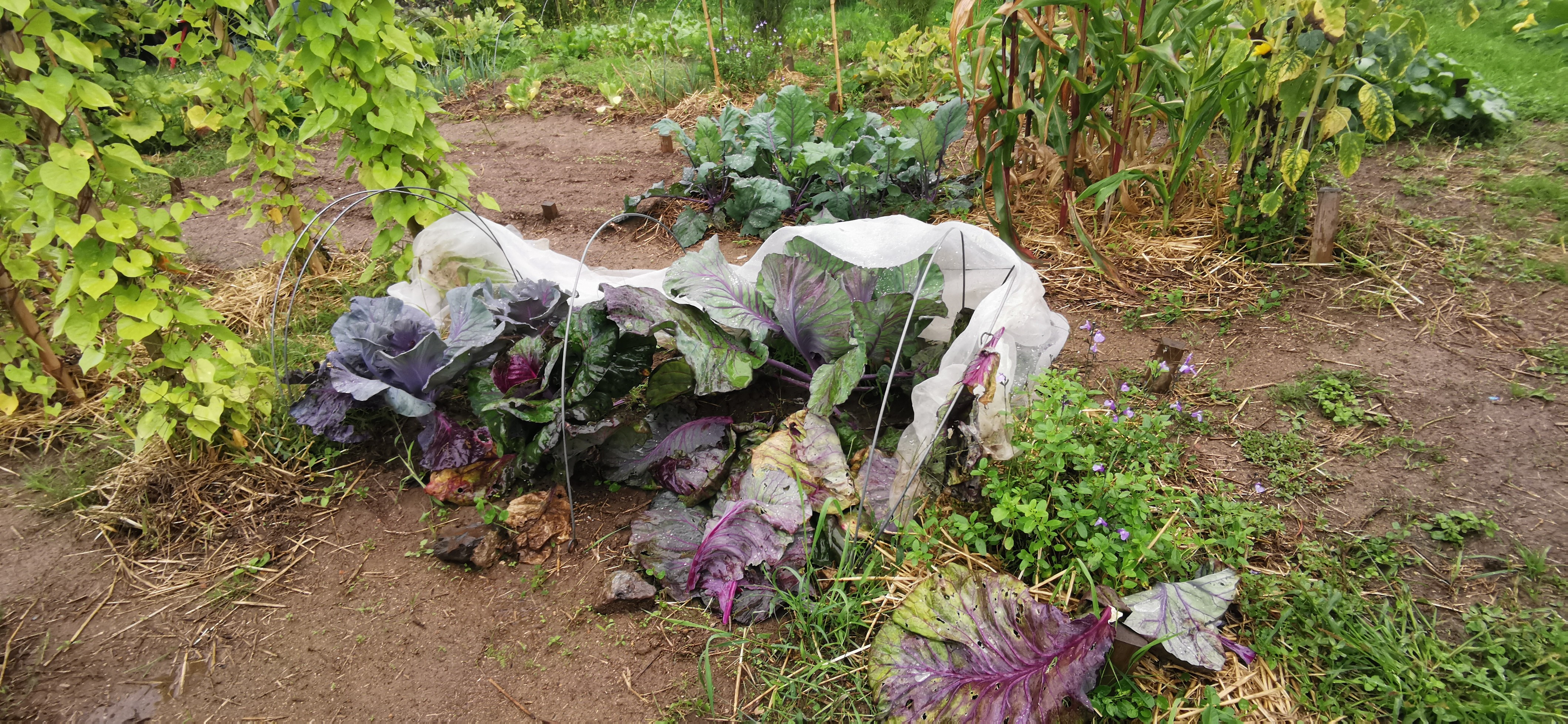 Filet enlevé sur les chous, avec les feuilles des chous arrachés qui traînent par terre.