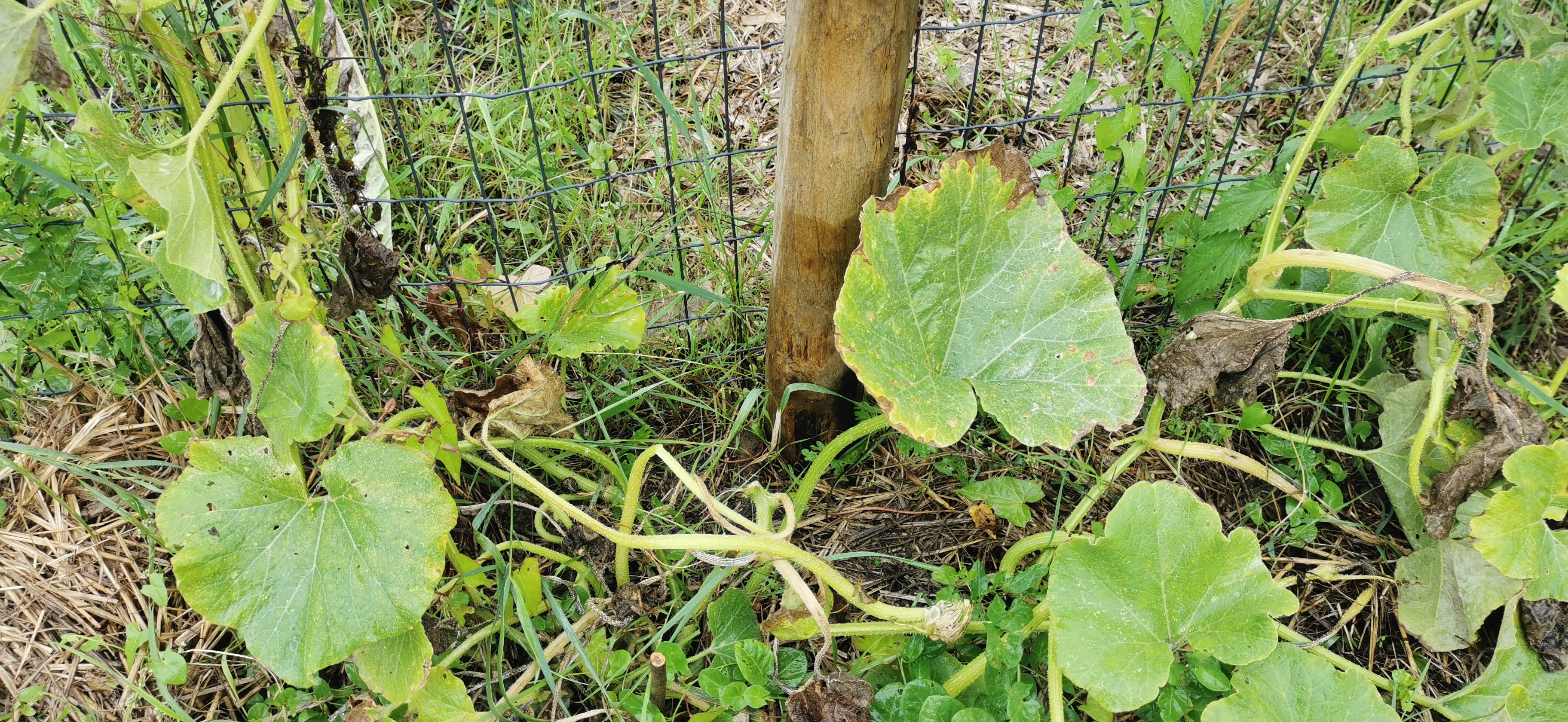 Pied de courge étalé par terre, sans une seule courge dessus. Il y en avait 3 grosses, vertes zébrées de orange